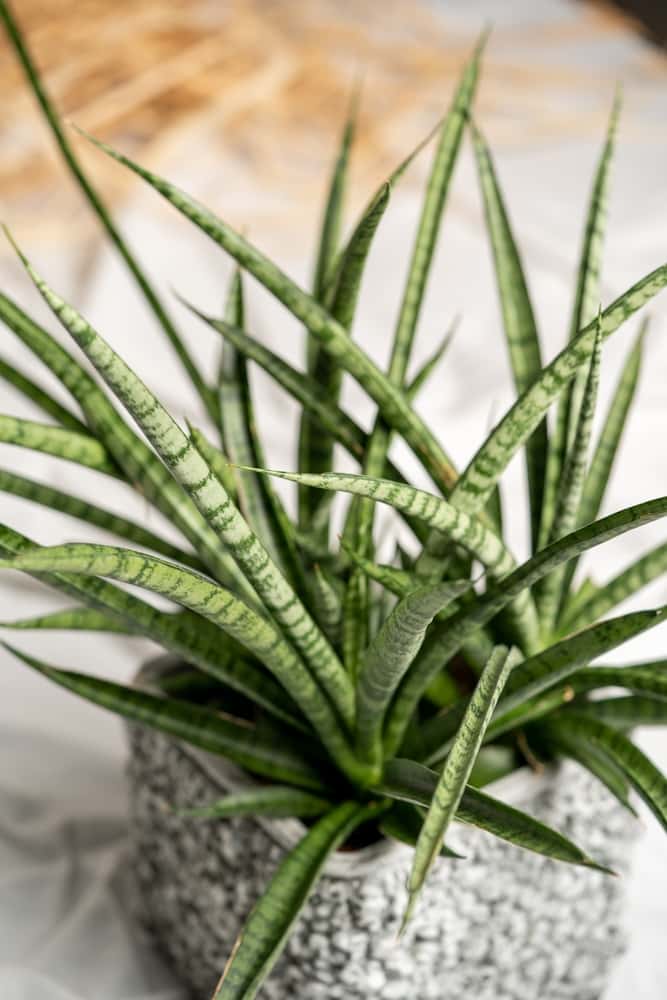 sansevieria gracilis snake pant