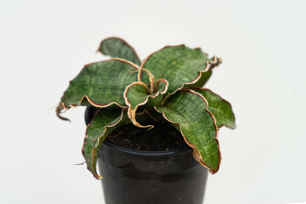 sansevieria kirkii snake plant