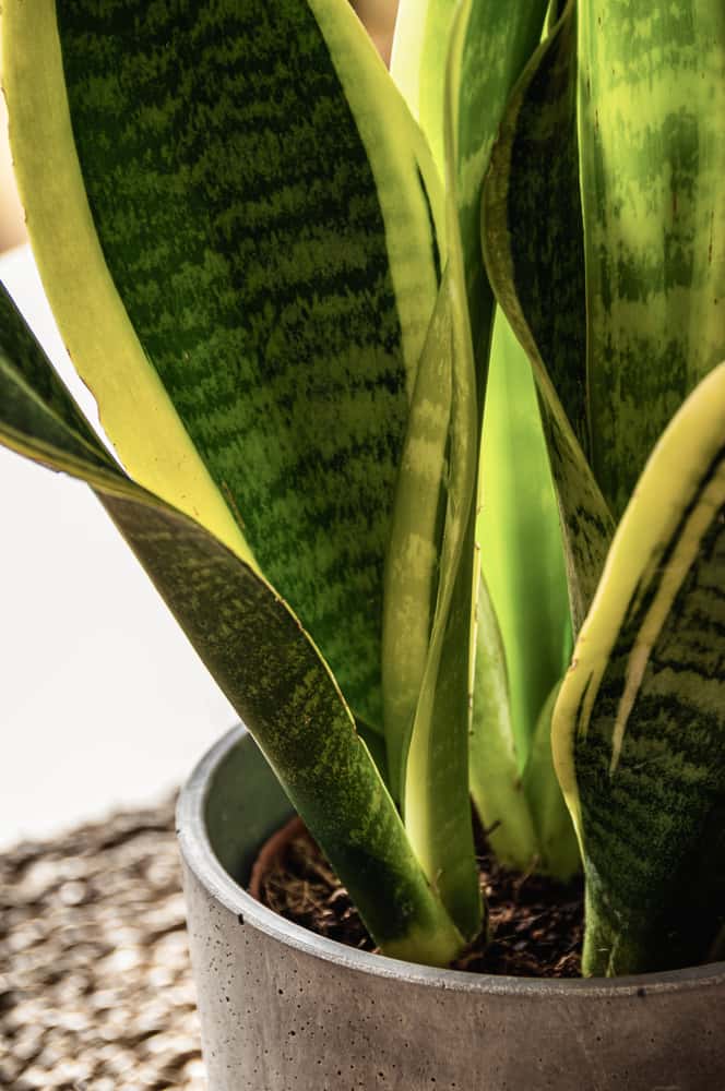 sansevieria laurentii snake plant