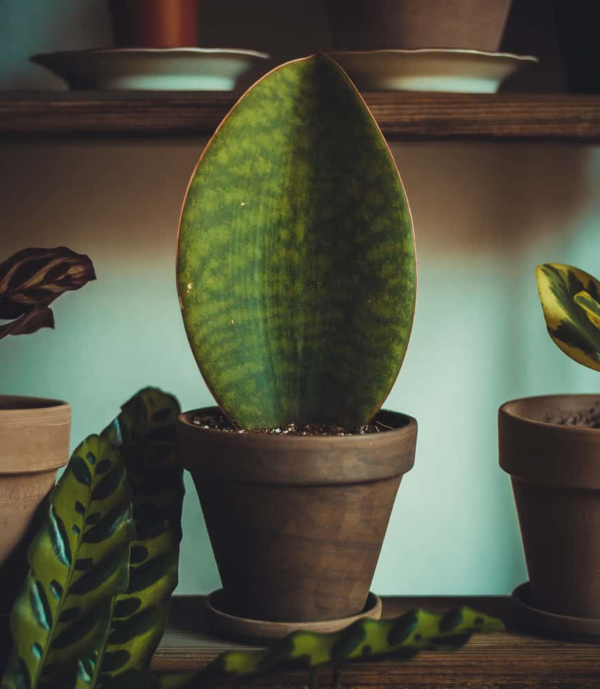 sansevieria masoniana snake plant
