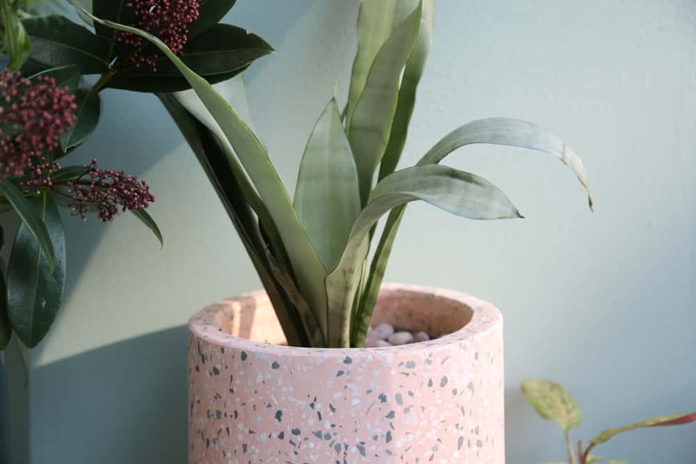 sansevieria moonshine snake plant