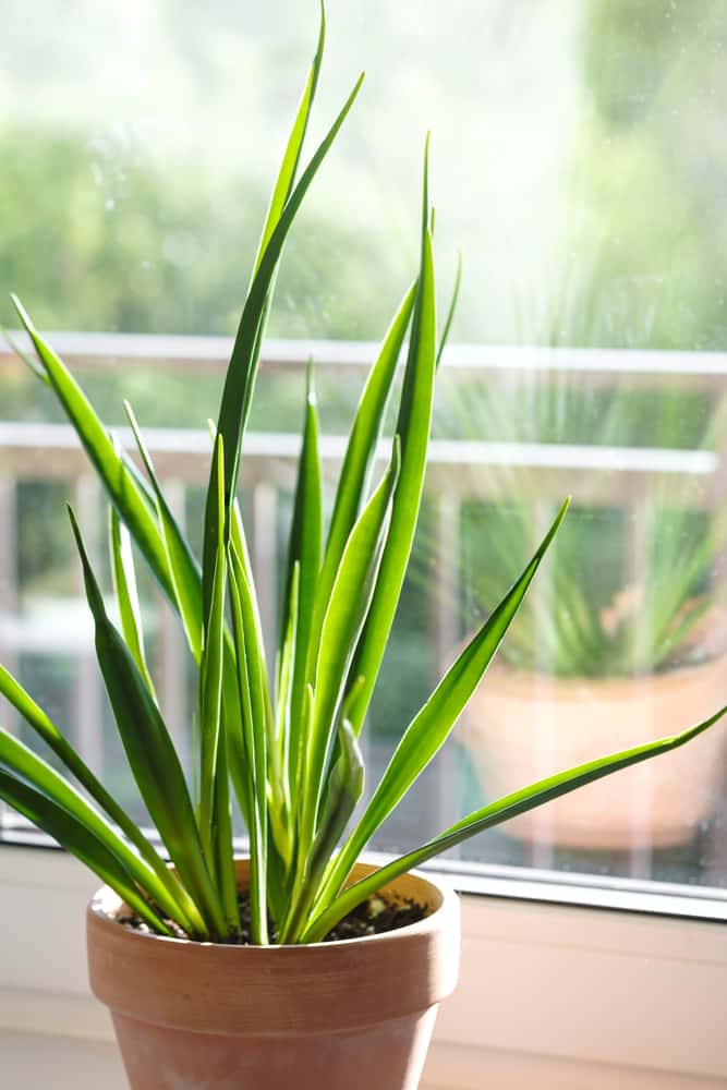 sansevieria parva snake plant