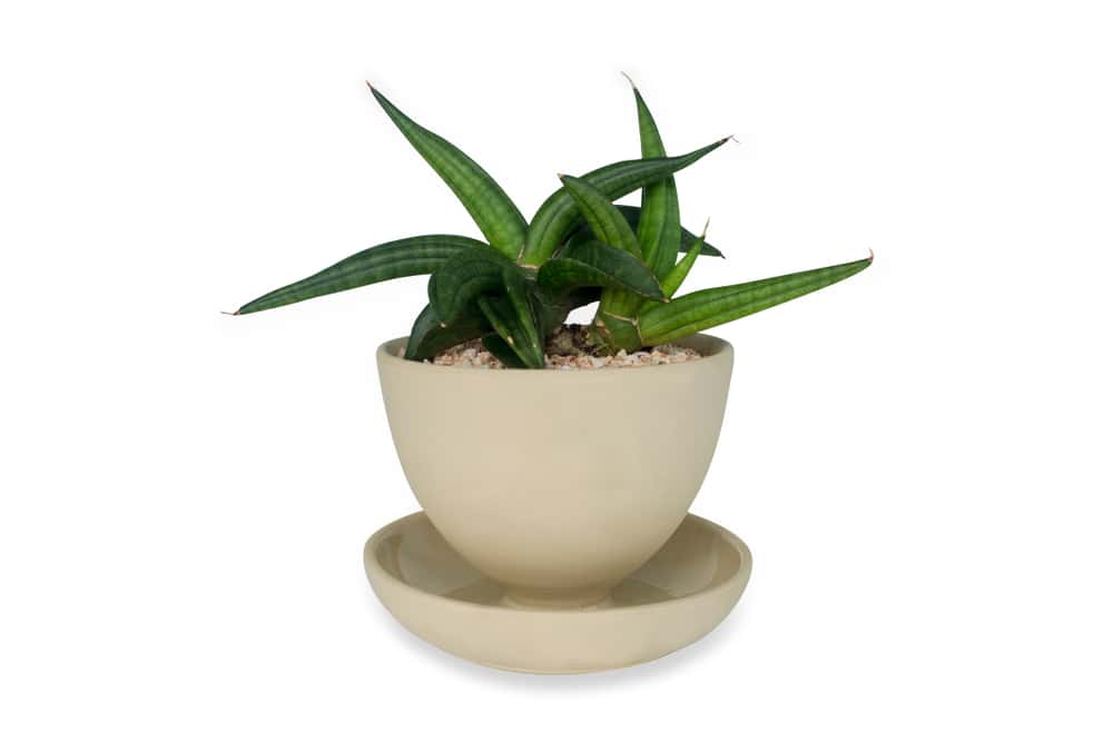 sansevieria patens snake plant
