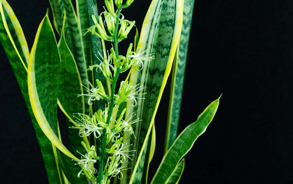 sansevieria trifascita snake plant