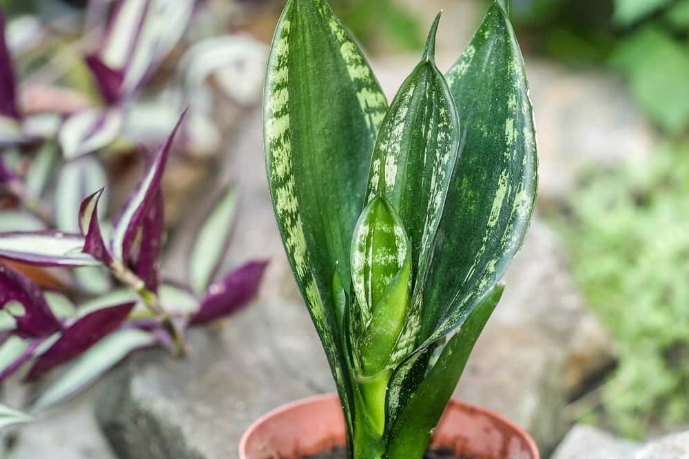 sansevieria whitney snake plant