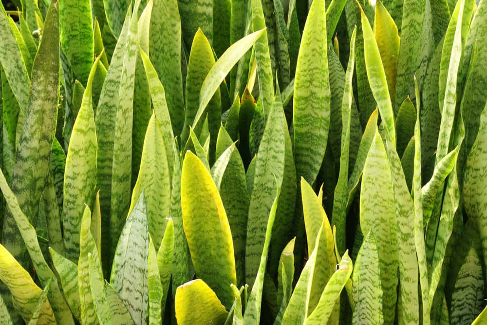 sansevieria zeylanica snake plant