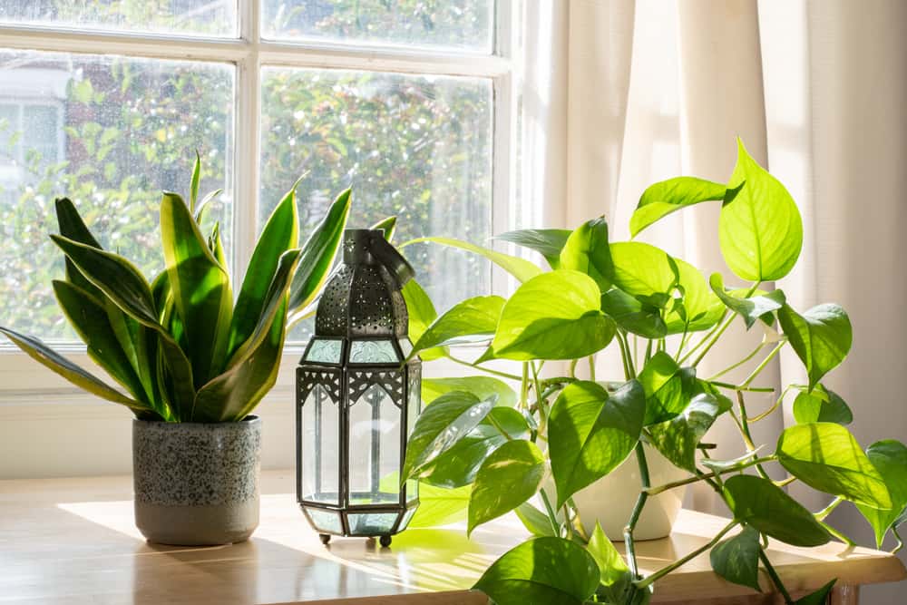 snake plant benefits for home