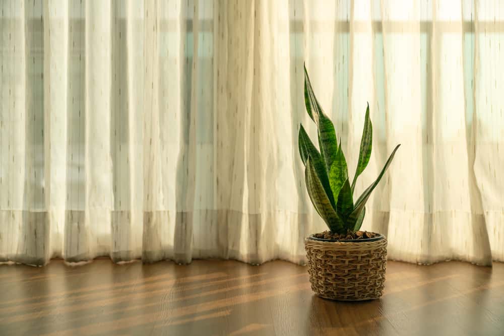 snake plant benefits in bedroom