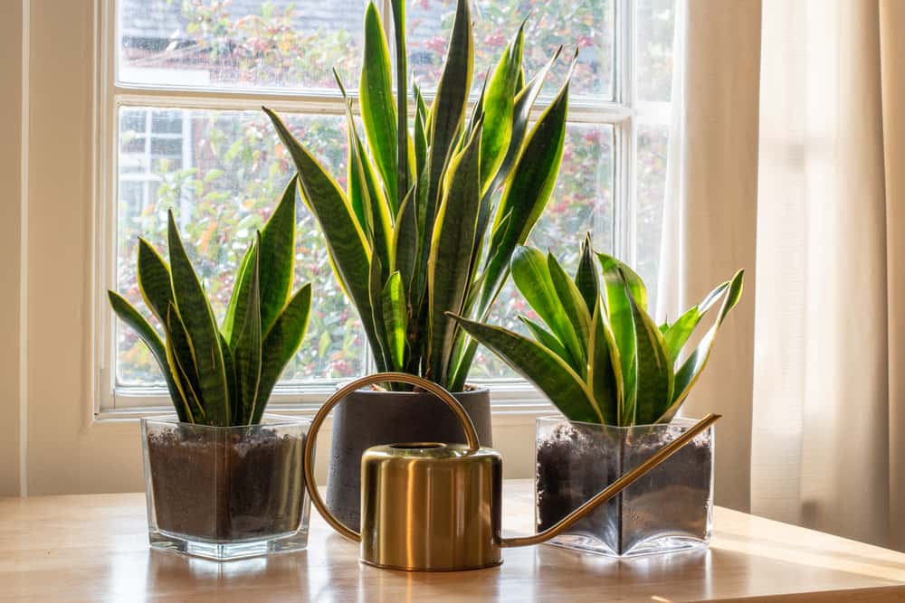 snake plant