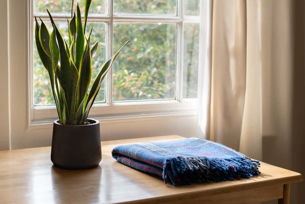 snake plants advantages