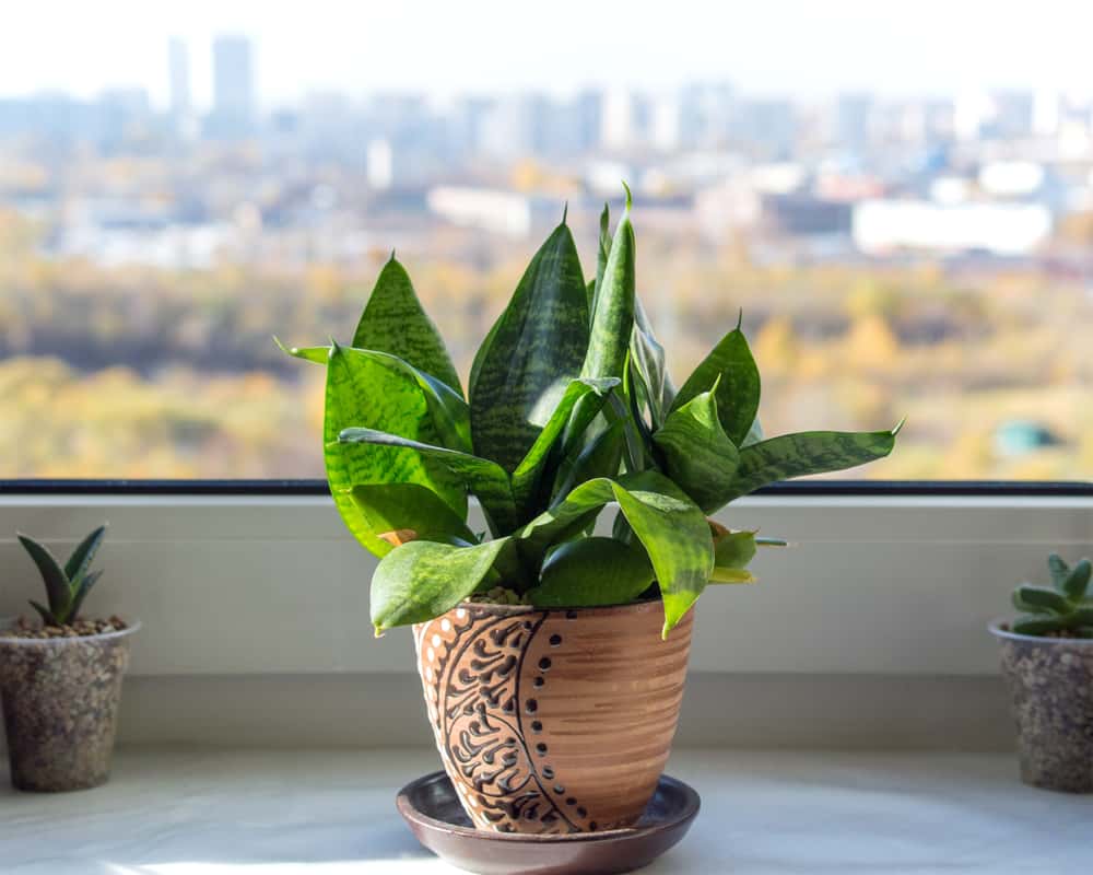 tips for luxuriant snake plant