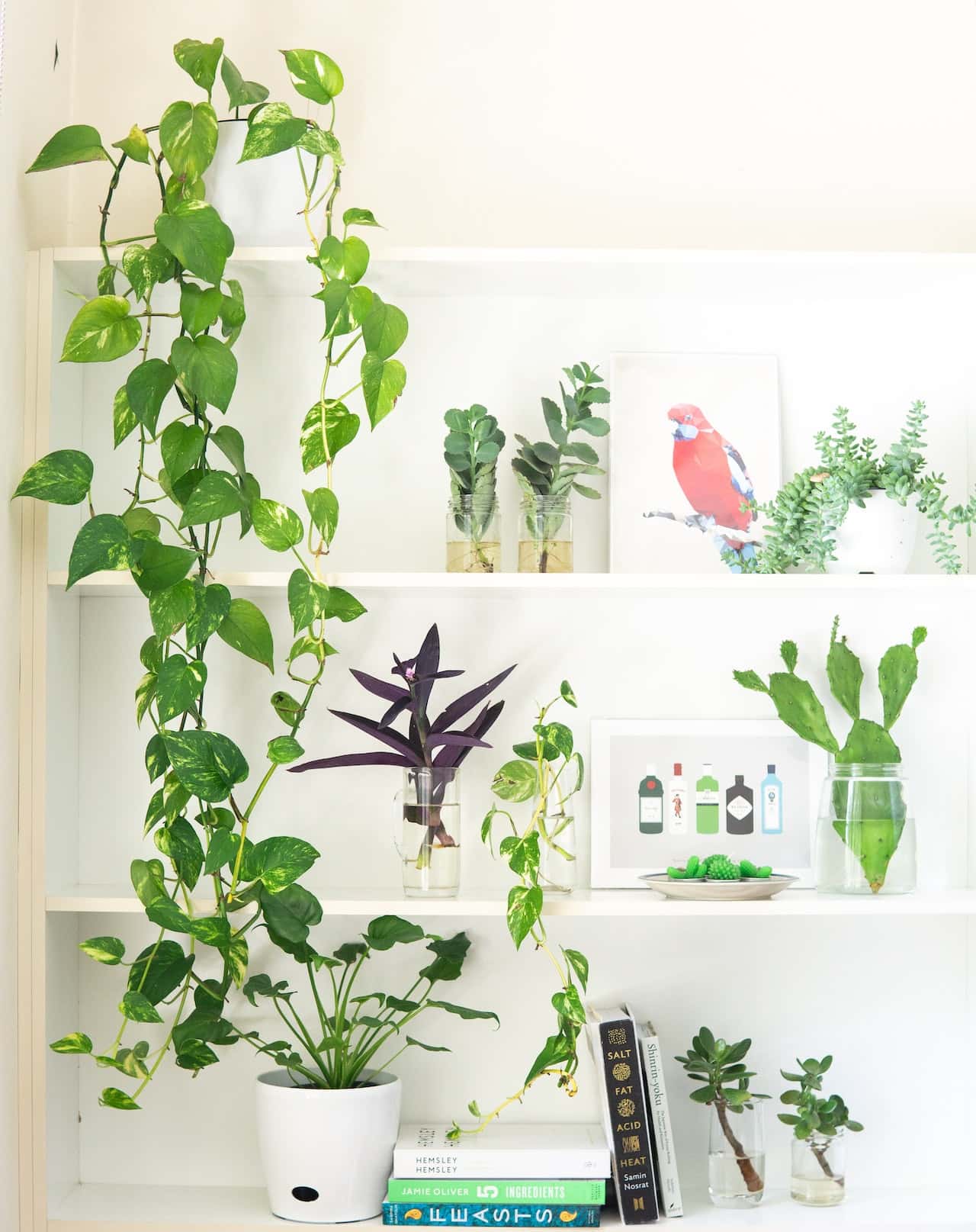 types of money plant with pictures