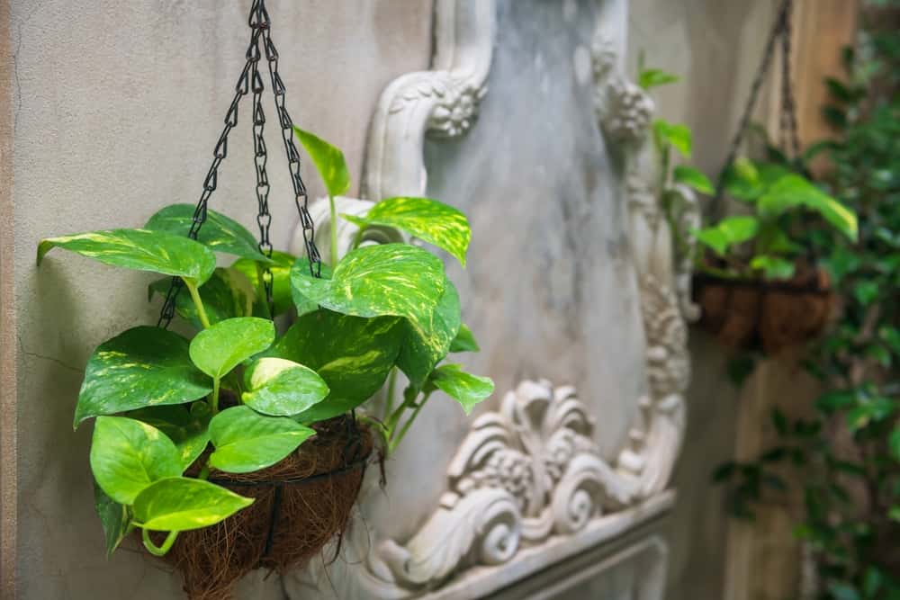 variety of money plant