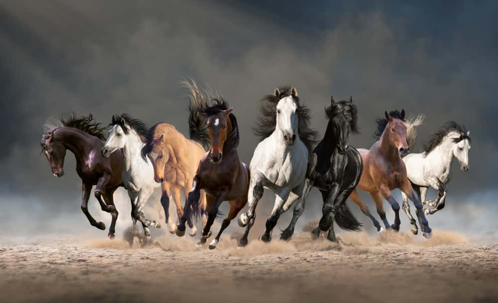 vastu shastra 7 horse vastu direction