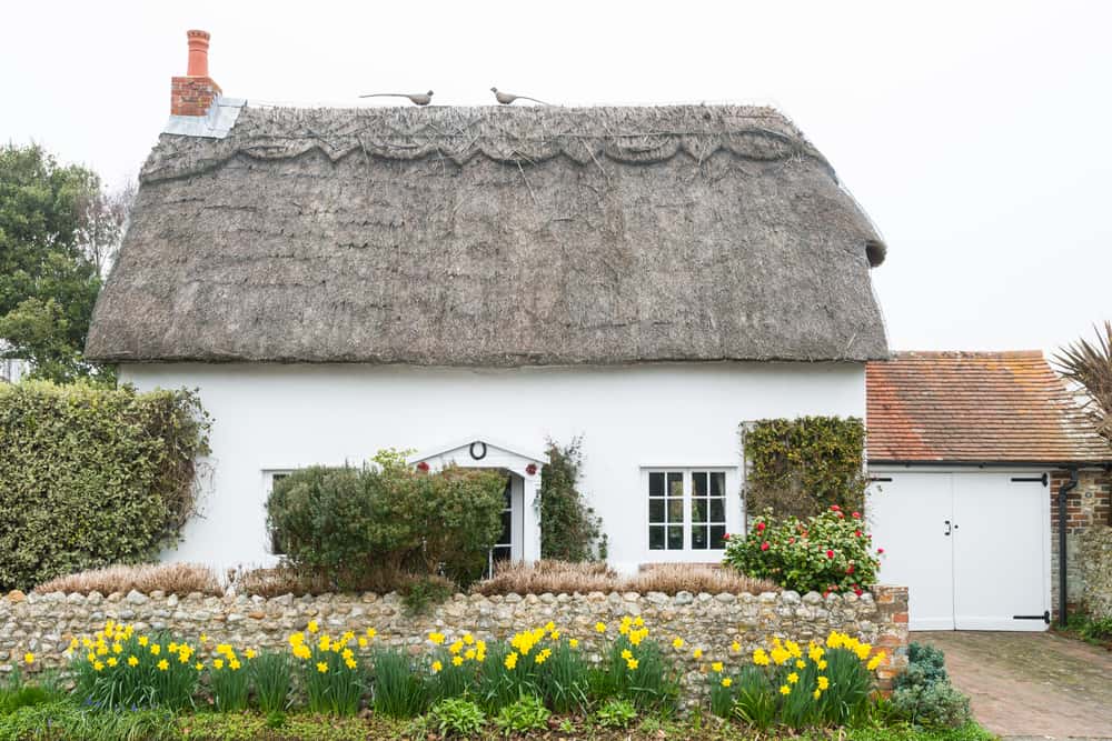 water reed as thatch roofing material