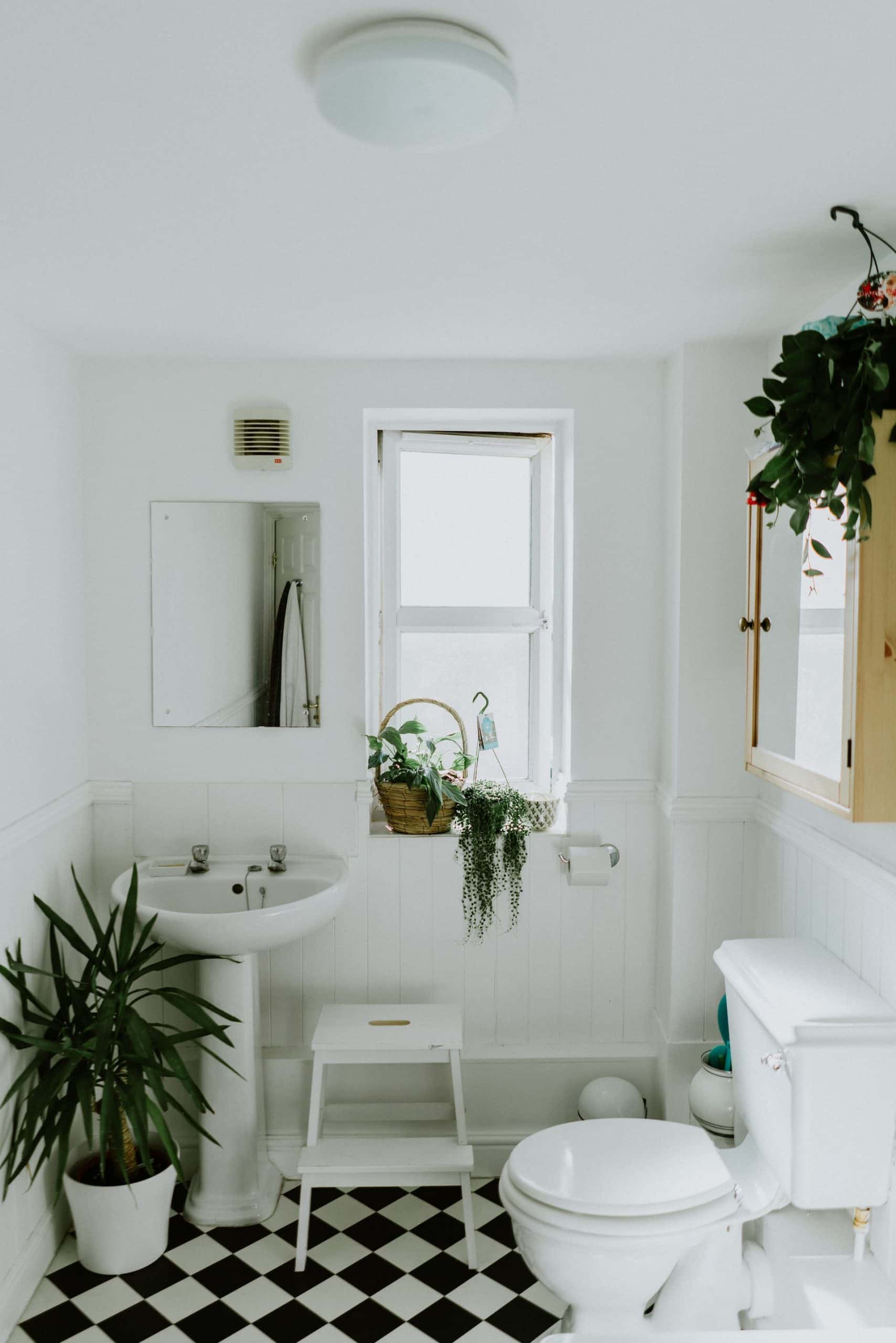 bathroom plant