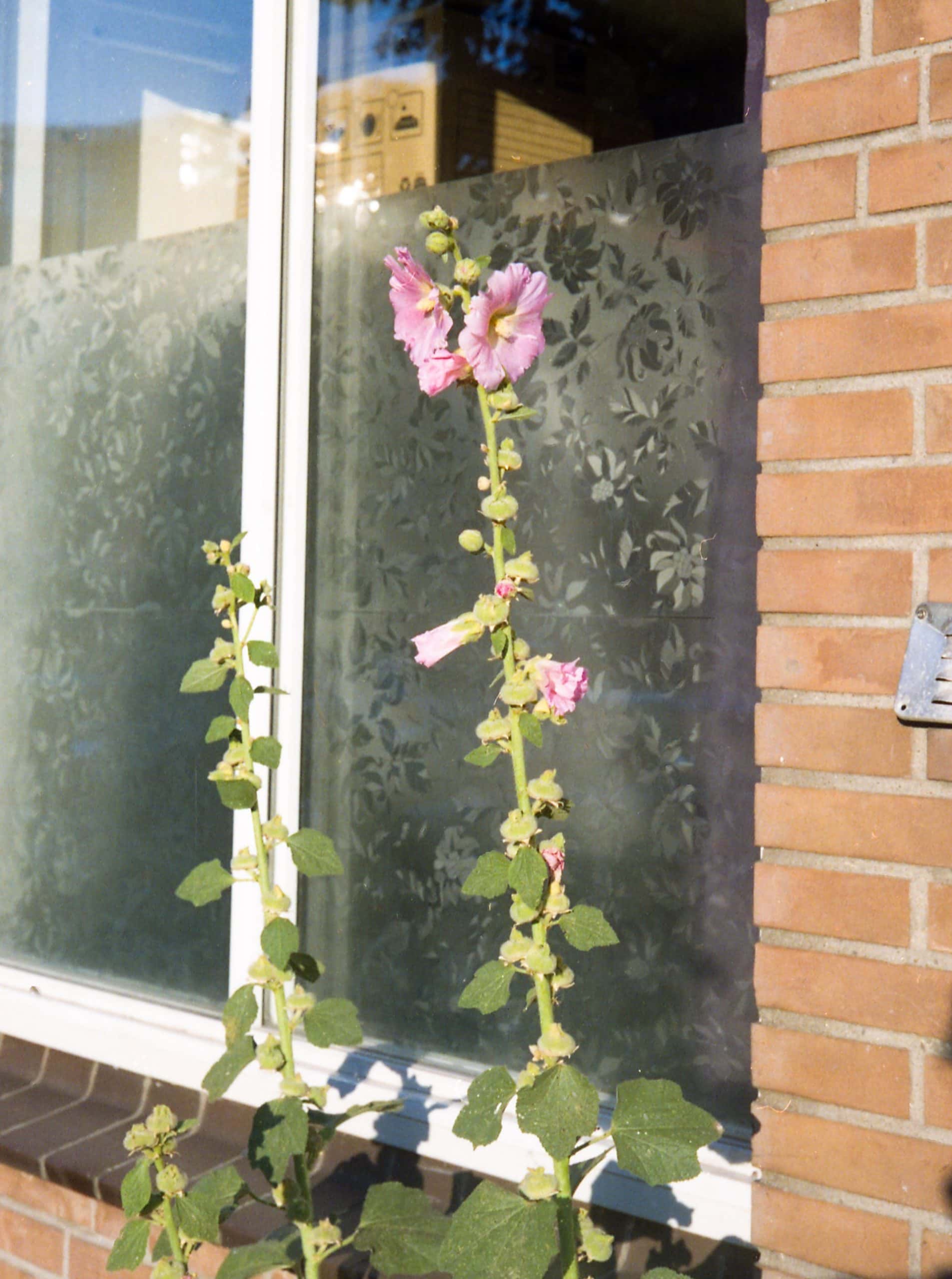 Floral glass etching designs adding privacy and elegance to modern home windows