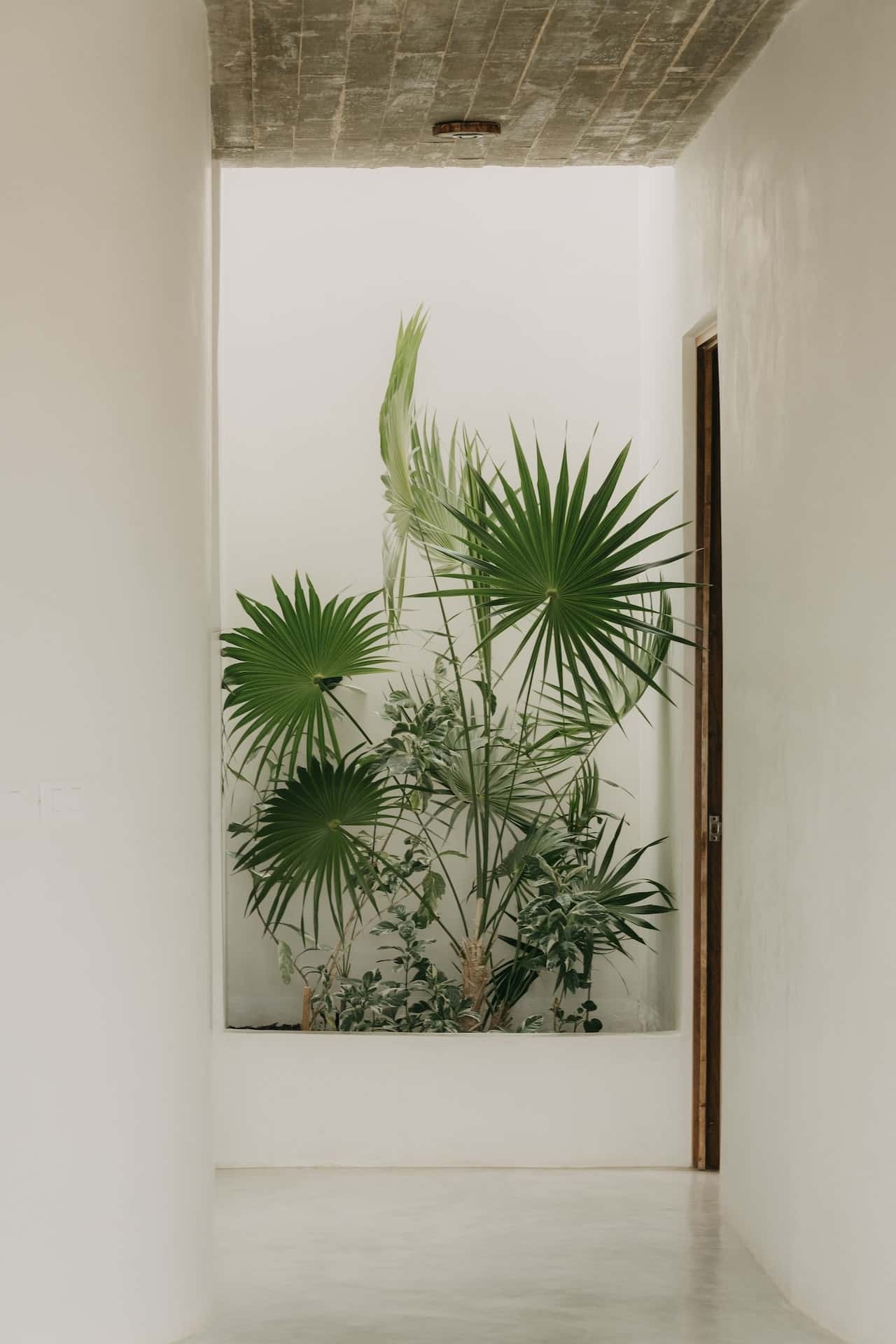 pure ivory colour on walls