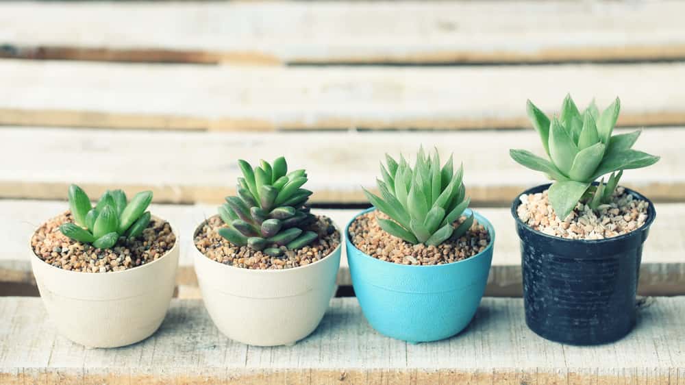 mini succulent garden ideas