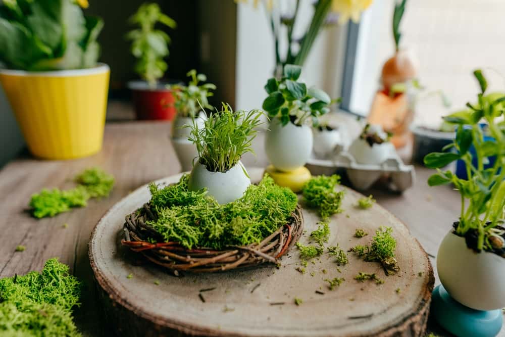 miniature garden idea with egg nest