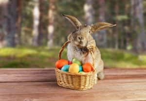 Easter cute bunny with colourful eggs