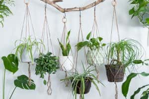 Six Jute Twine Macrame Plant Hangers