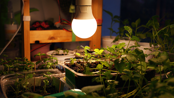 Growing seedlings strawberries parsley peppermint transparent