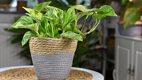 Tropical epipremnum aureum marble queen pothos