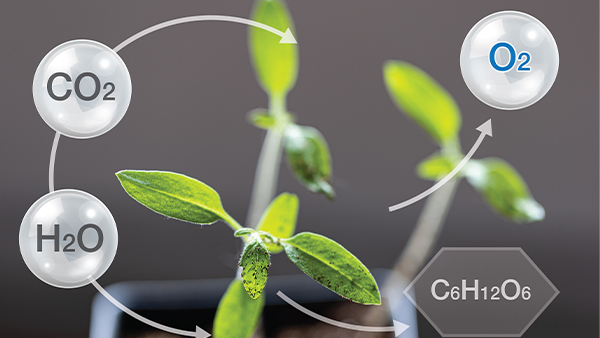 Chemical reactions photosynthesis turning carbon dioxide