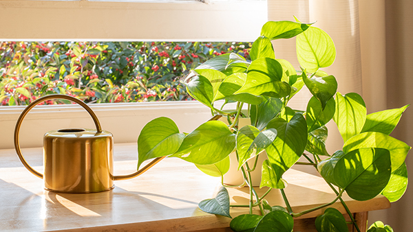 Indoor golden pothos houseplant next watering