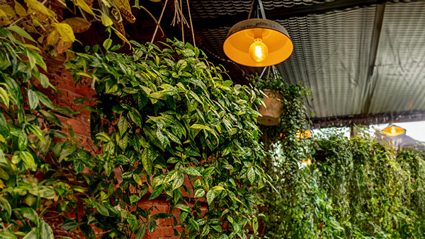 Plants near brick wall