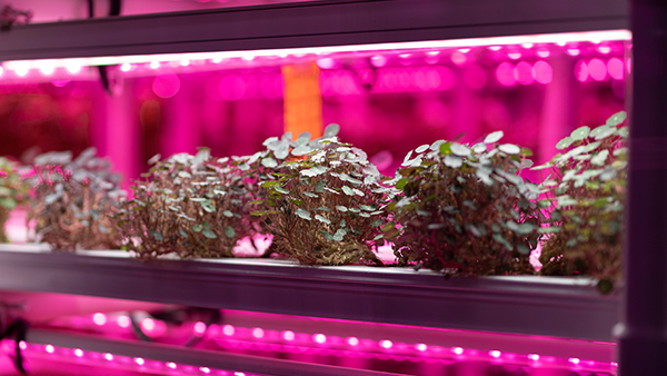 Full spectrum led grow lights nasturtium