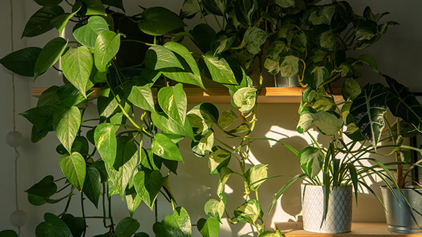 Indoor plants purify air bedroom