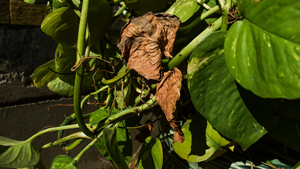 Decorative money plant pothos growing disease
