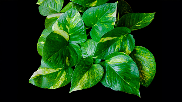 Close golden pothos epipremnum aureum heart shaped