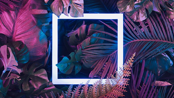 Creative fluorescent color layout made tropical