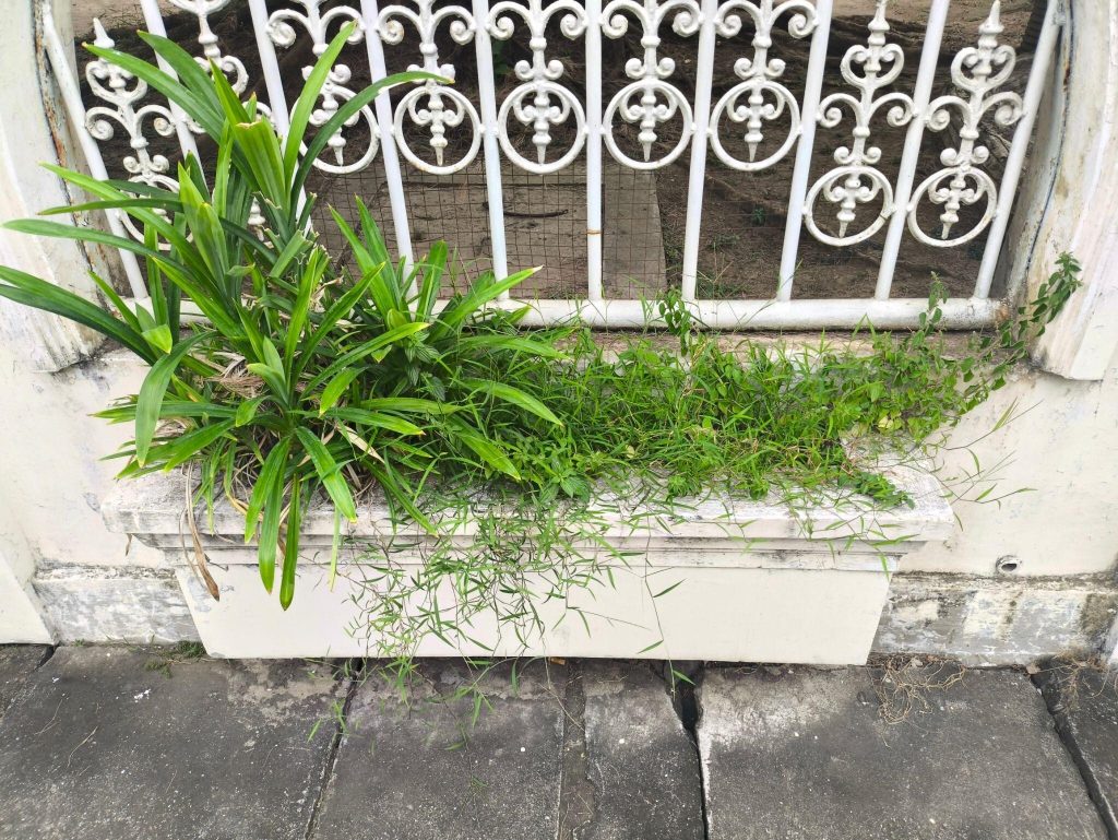 Charming simple modern window grill design with white ironwork and fresh green plants