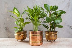 Traditional Tamil Nadu home design ideas featuring indoor plants in brass and copper pots for natural decor charm