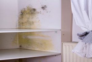 Guide Prevent Dampness in Cupboards showing mold growth and moisture damage inside storage shelves